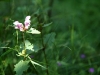 ecogite -randos-nature